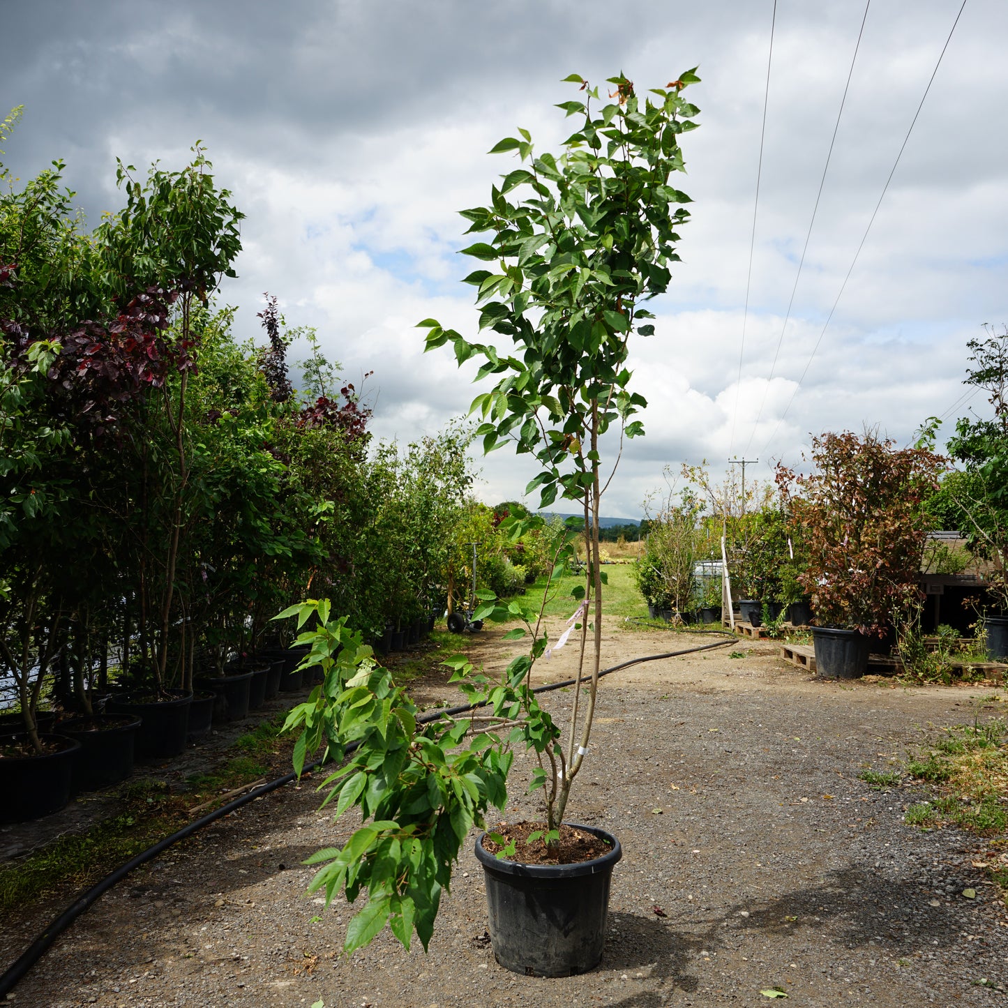 Mature Assorted Prunus Trees