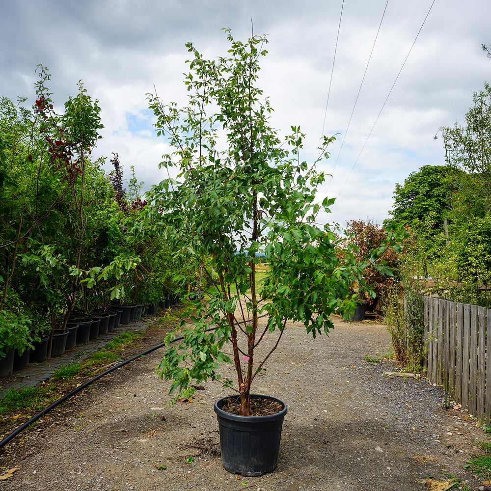 Assorted Clearance Acer