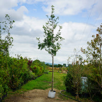 Assorted Mature Rowan Trees