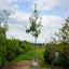 Assorted Mature Rowan Trees