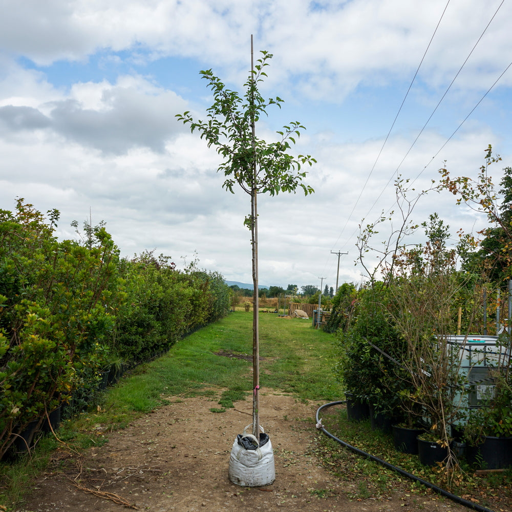 Assorted Mature Crab Apple Trees