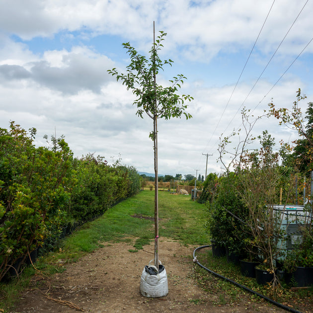 Assorted Mature Crab Apple Trees
