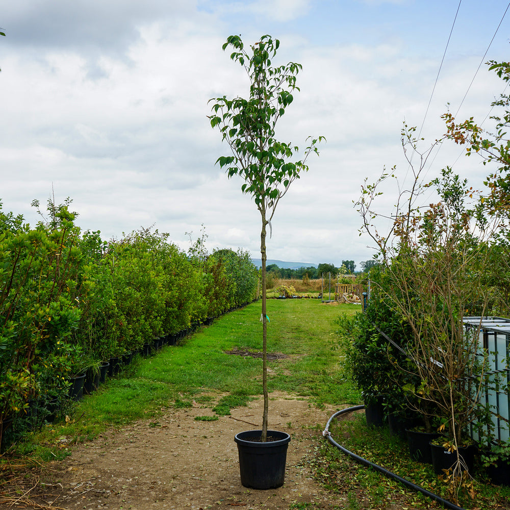 Assorted Mature Flowering Dogwood Trees