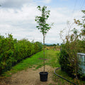 Assorted Mature Flowering Dogwood Trees