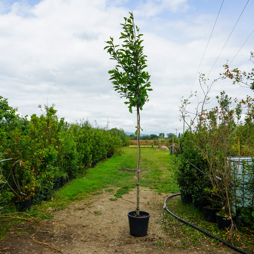 Assorted Mature Magnolia Trees