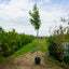 Assorted Mature Magnolia Trees