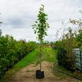 Assorted Mature Magnolia Trees