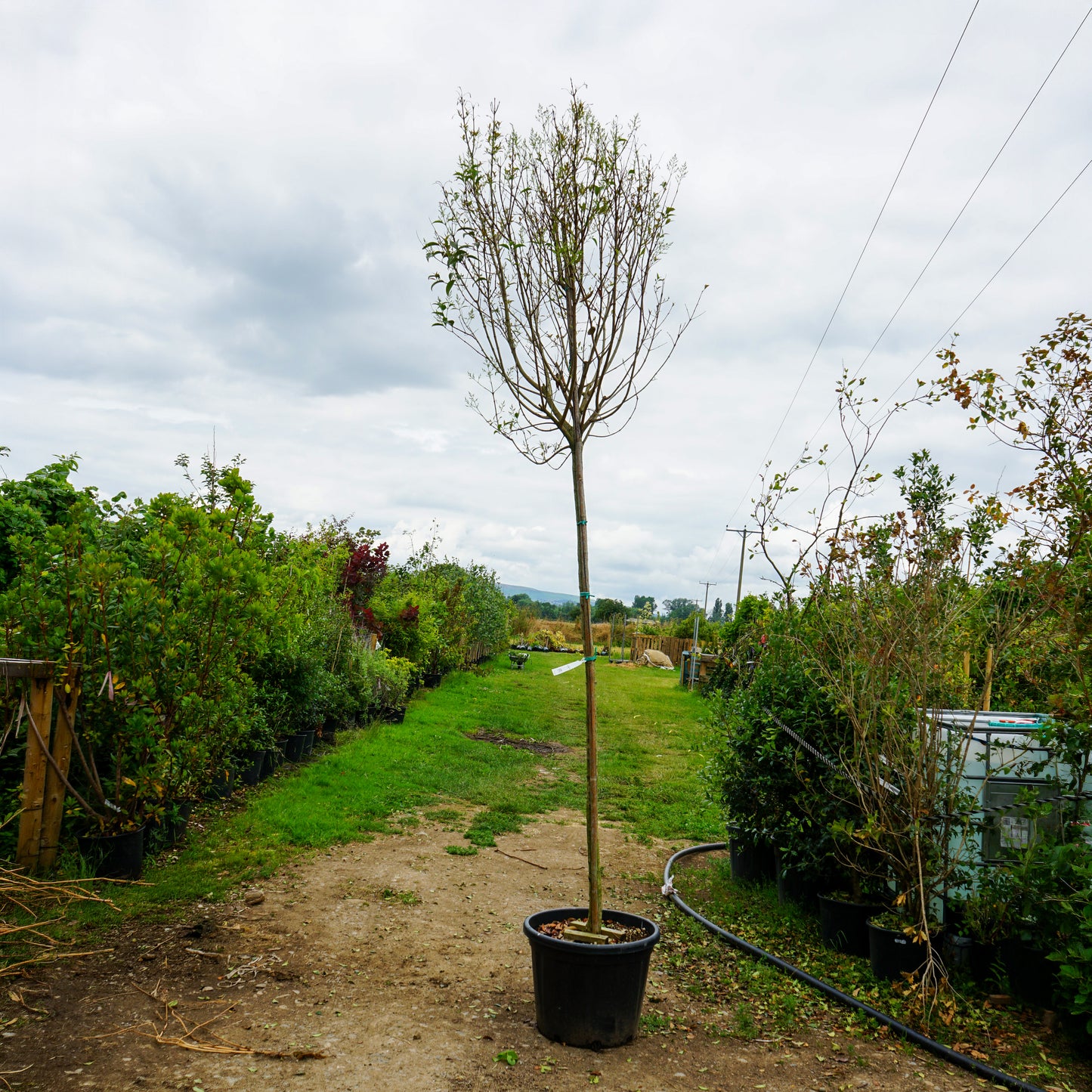 Assorted Mature Privet Trees