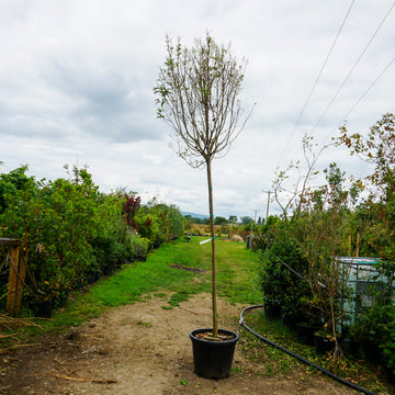 Assorted Mature Privet Trees