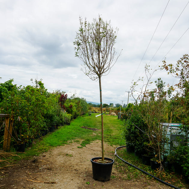 Assorted Mature Privet Trees