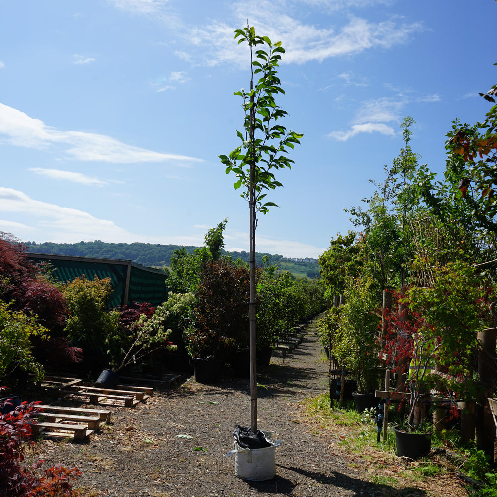 Assorted Clearance Magnolia