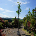 CLEARANCE: Magnolia 'Heaven Scent' Standard Tree, 8-10cm girth, 2.5-3.0m, 45L pot, photo of actual tree 140