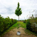 Assorted Mature Magnolia Trees