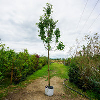 Assorted Mature Apple Trees