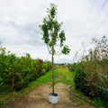 Assorted Mature Apple Trees
