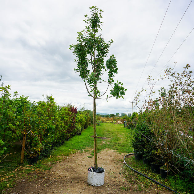 Assorted Mature Apple Trees