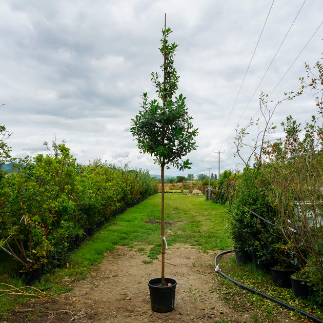 Assorted Mature Arbutus Trees