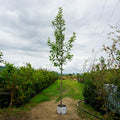 Assorted Mature Magnolia Trees