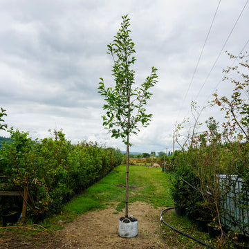 Assorted Mature Magnolia Trees