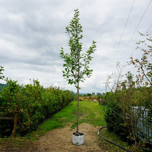 Assorted Mature Magnolia Trees