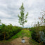 Assorted Mature Magnolia Trees
