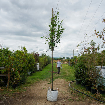 Assorted Mature Katsura Trees