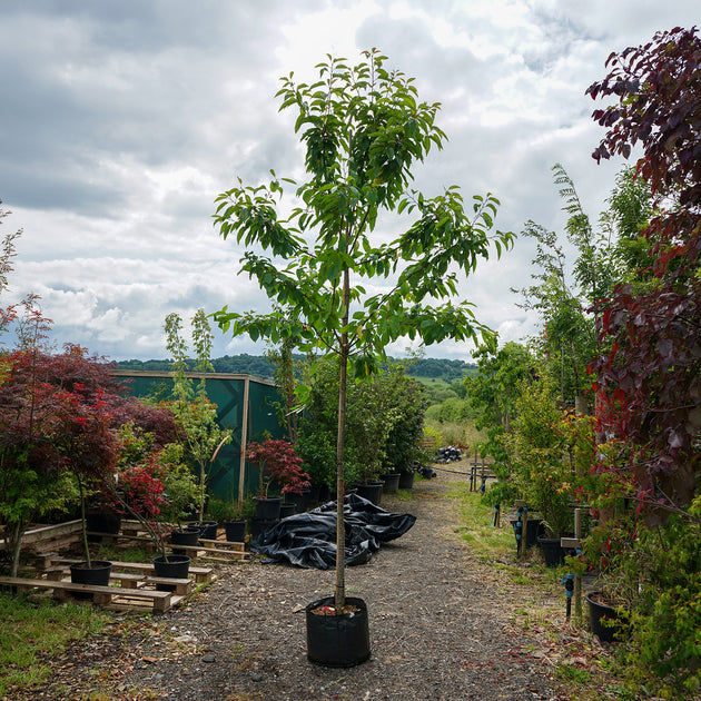 Assorted Mature Eating Cherry Trees