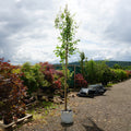 CLEARANCE: Syringa ' China Snow' tree, 10-12cm girth, 3.0-3.5m, 45L pot, photo of actual tree 050