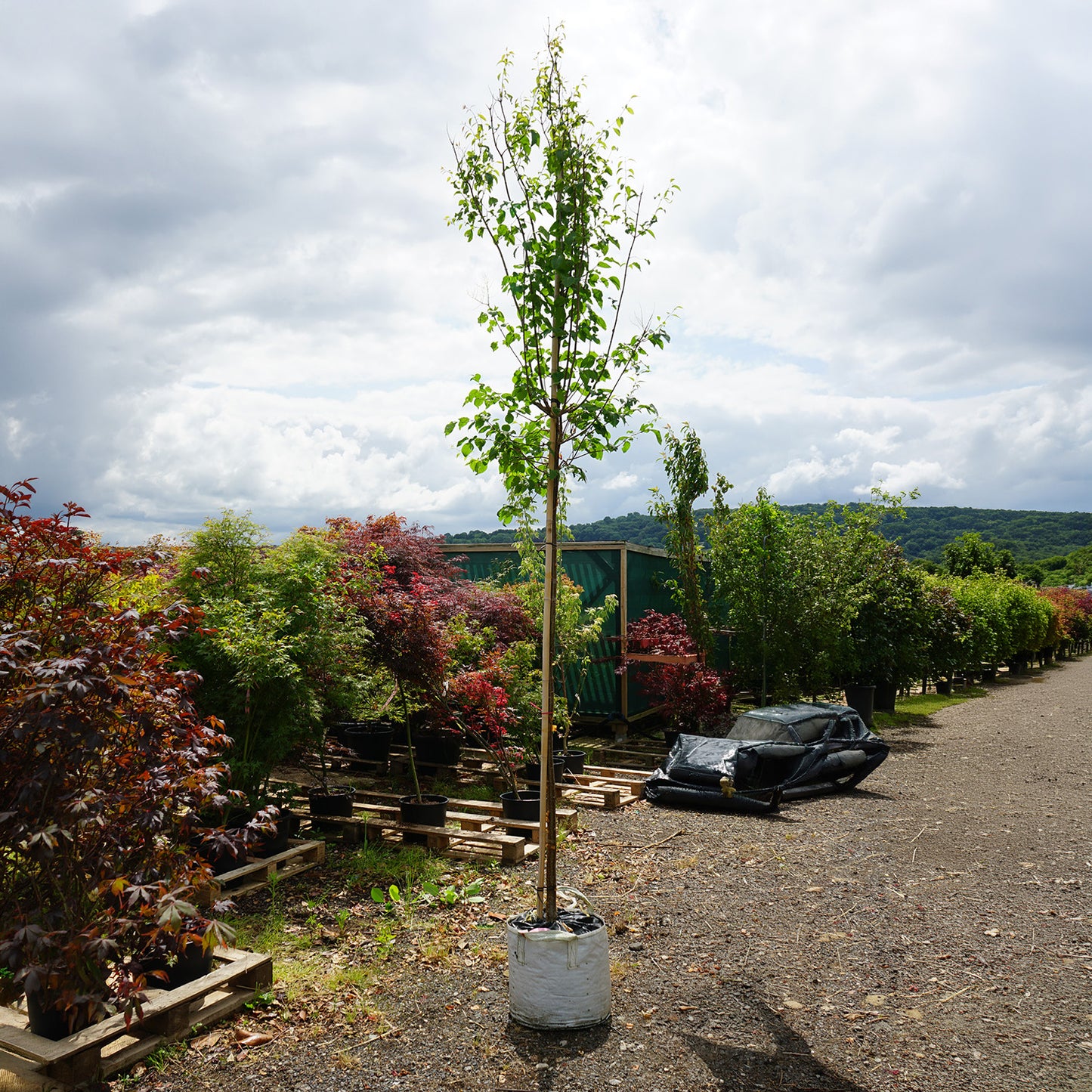 Assorted Mature Lilac Trees