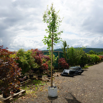 Assorted Mature Lilac Trees