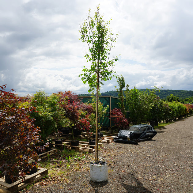 Assorted Mature Lilac Trees
