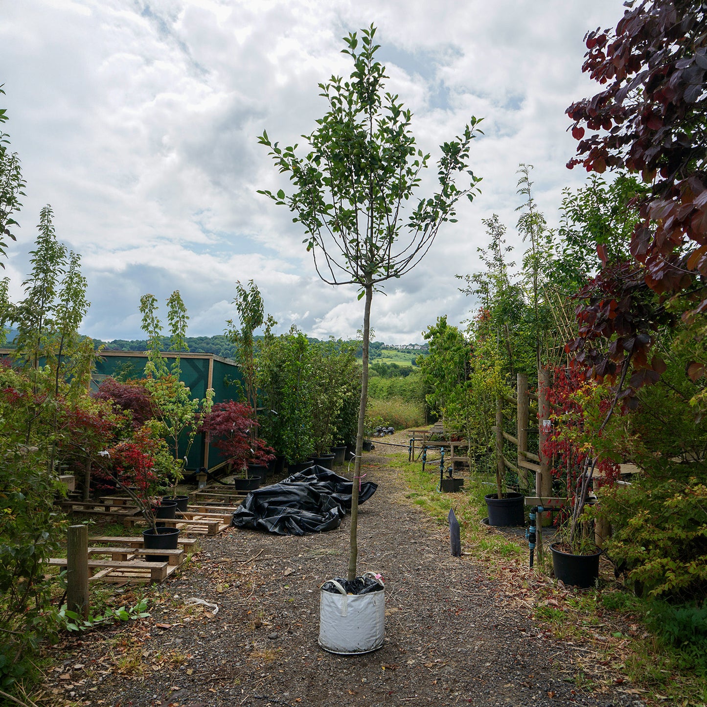 Assorted Mature Apple Trees
