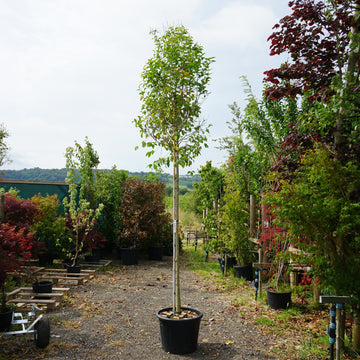 Assorted Mature Privet Trees