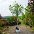 Assorted Mature Amelanchier Trees