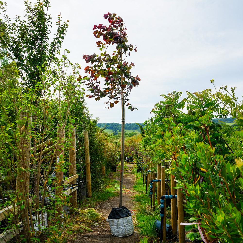 Assorted Mature Cercis Trees