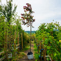 Assorted Mature Cercis Trees