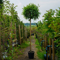 Assorted Mature Birch Trees