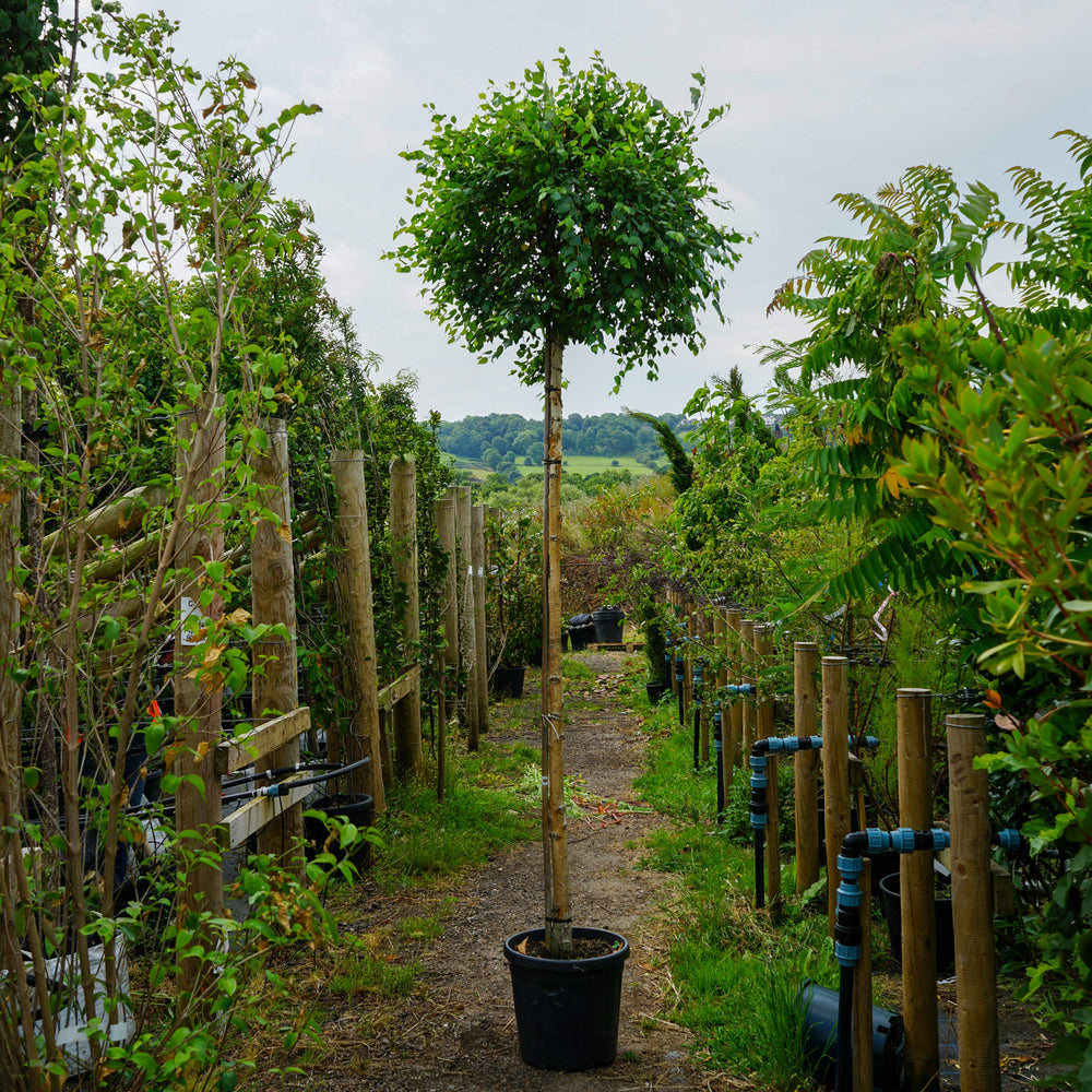 Assorted Mature Birch Trees