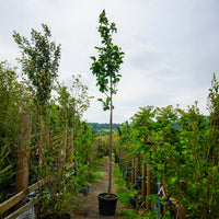 Assorted Mature Magnolia Trees