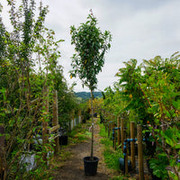 Assorted Mature Laurel Trees