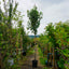 Assorted Mature Laurel Trees