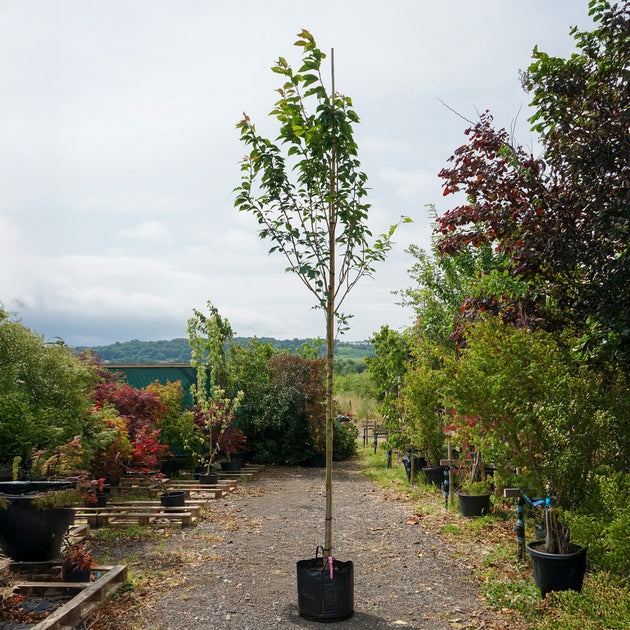 Assorted Mature Cherry Blossom Trees