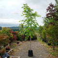 CLEARANCE: Juglans nigra tree, 10-12cm girth, 3.0-3.5m, 45L pot, photo of actual tree 081