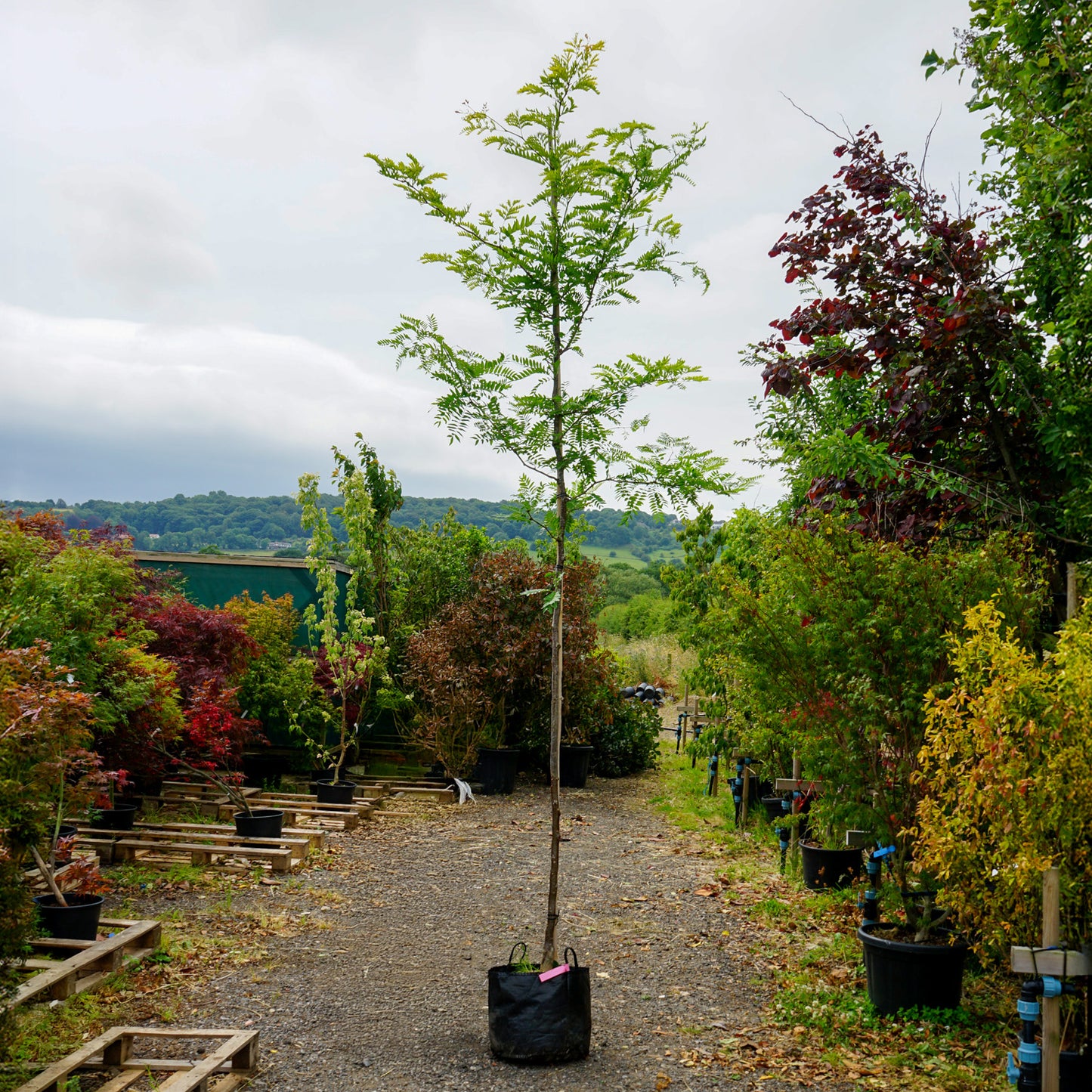 Assorted Mature Gleditsia Trees
