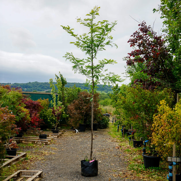 Assorted Mature Gleditsia Trees