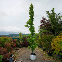 Assorted Mature Sweet Gum Trees