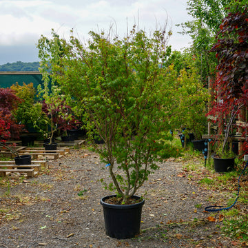 Assorted Clearance Acer