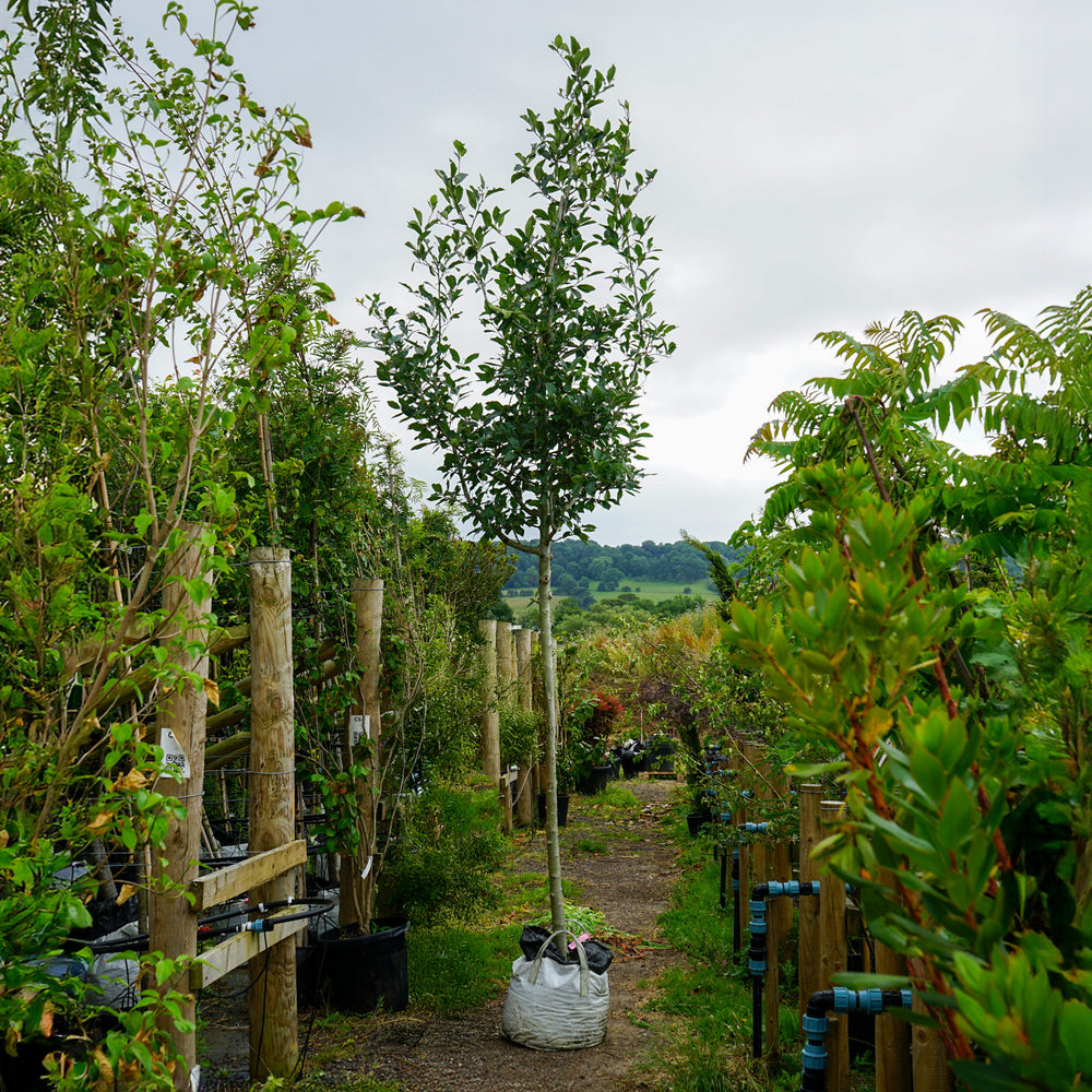 Assorted Mature Hawthorn Trees