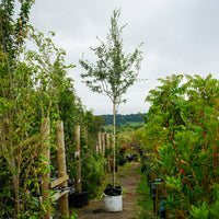 Assorted Mature Hawthorn Trees