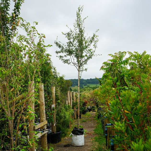 Assorted Mature Hawthorn Trees
